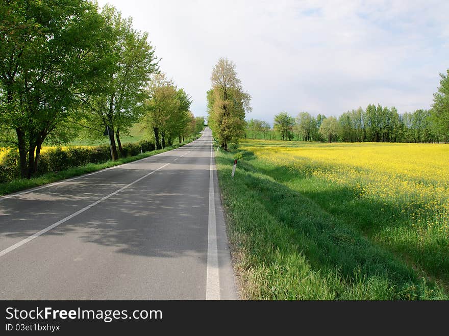 Road surrounded by yellow flowers in Solferino in Veneto. Road surrounded by yellow flowers in Solferino in Veneto