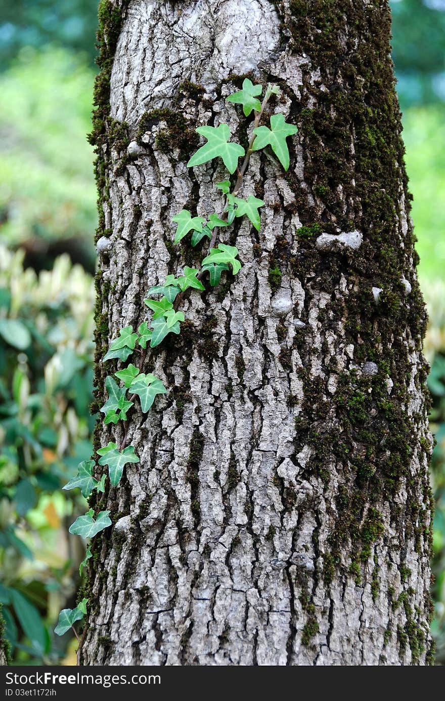 Climbing ivy on the bark of a tree