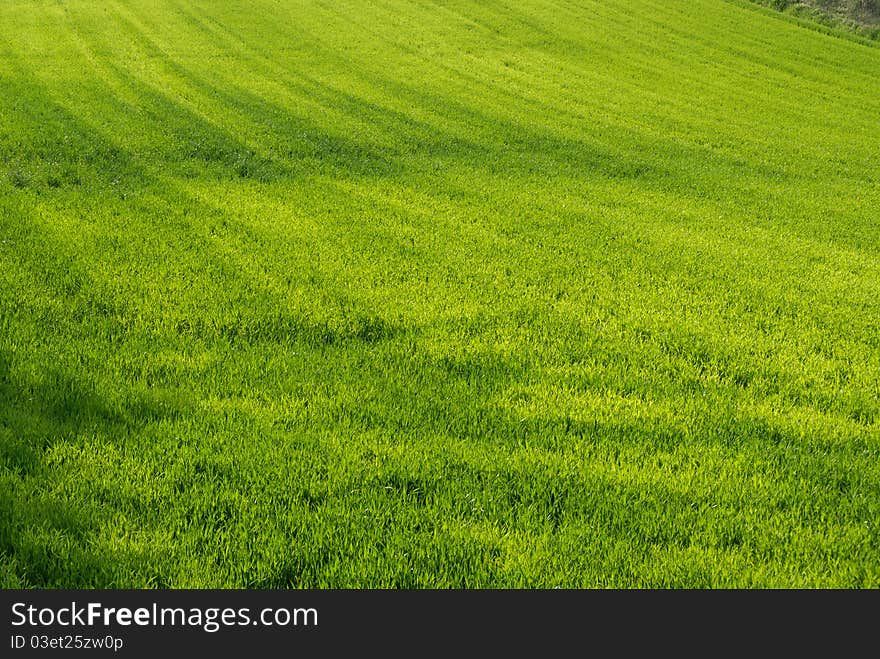 Green meadow in spring in the Venetian. Green meadow in spring in the Venetian