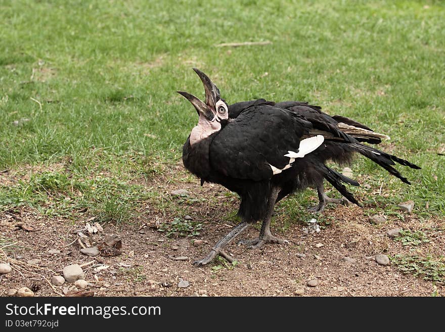 Southern ground hornbill