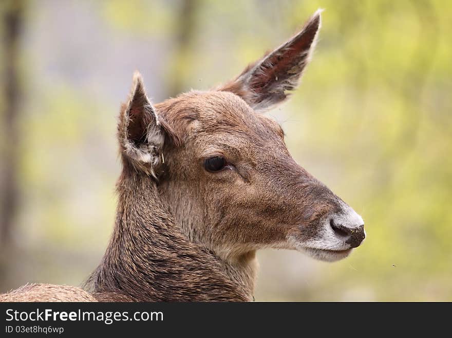 White-lipped Deer