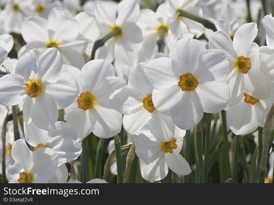 White daffodils