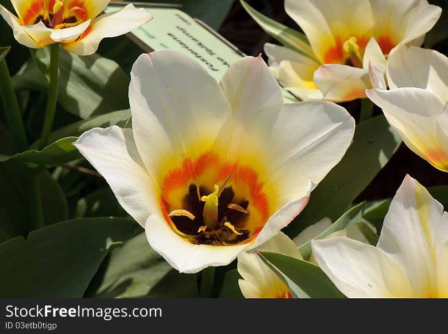 White tulips with orange and yellow colours