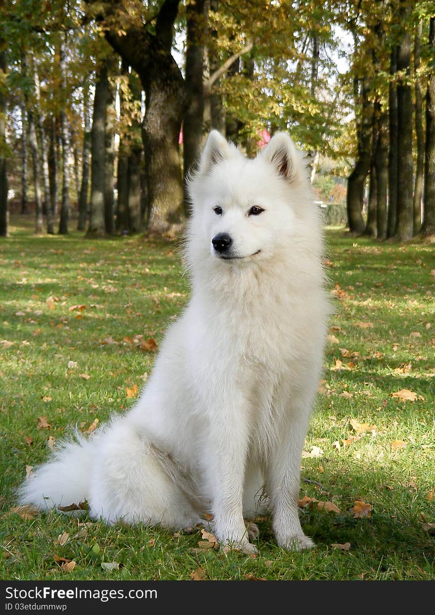 White samoyed sitting in park