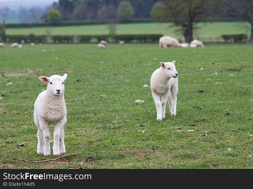 Two young spring lambs posing. Two young spring lambs posing