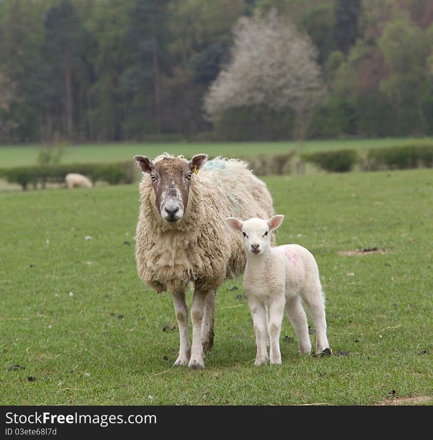 A ewe with her young lamb. A ewe with her young lamb