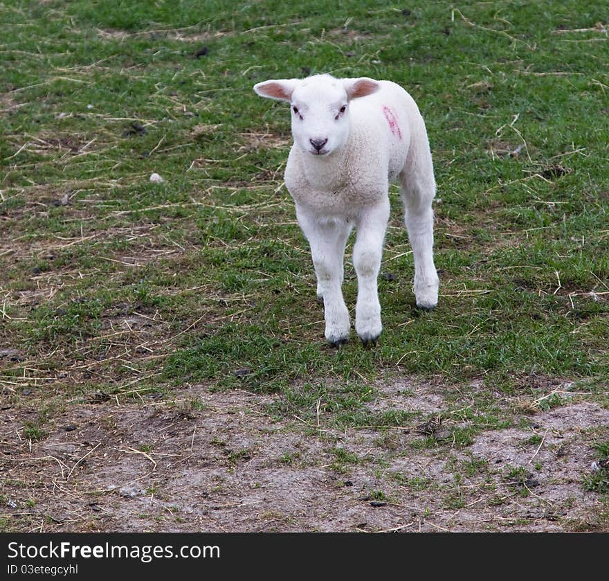 An inquisitive young spring lamb. An inquisitive young spring lamb