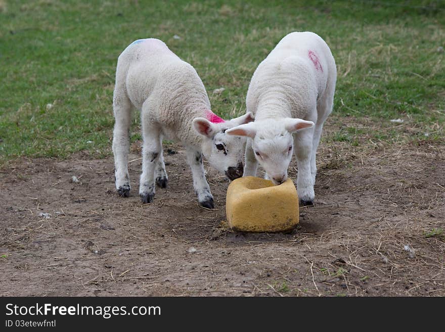 Two young spring lambs exploring objects in their surroundings. Two young spring lambs exploring objects in their surroundings