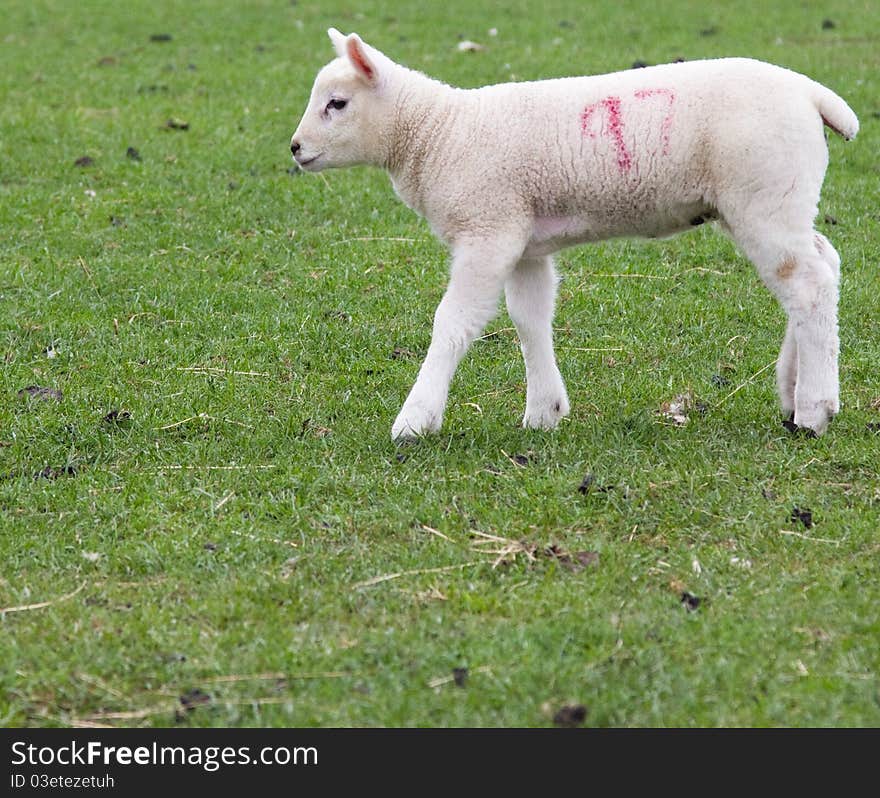 A young spring lamb happy in his field. A young spring lamb happy in his field