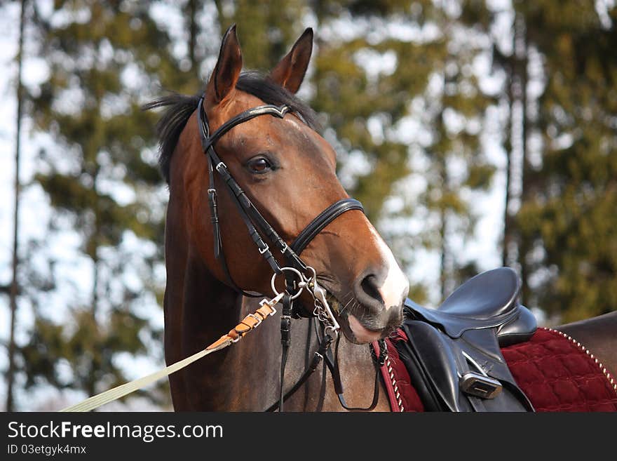 Bay horse portrait