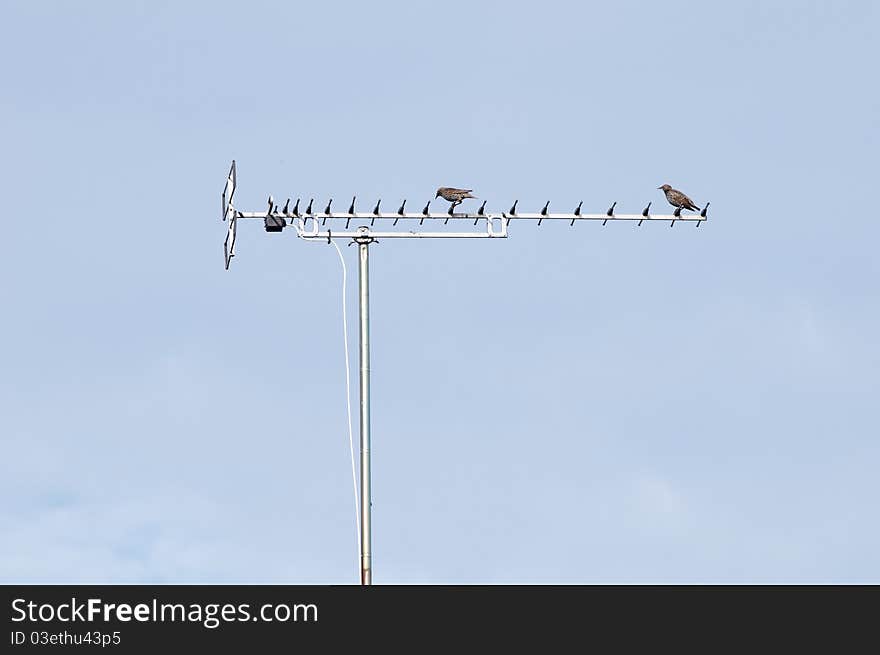 Two European Starlings on a TV antenna