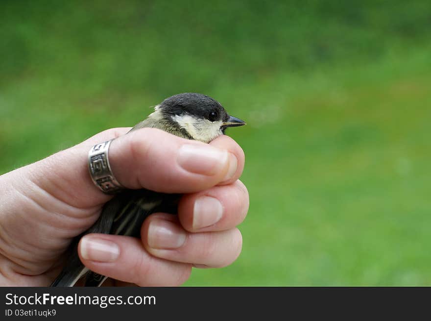 A baby great tit in a human hand