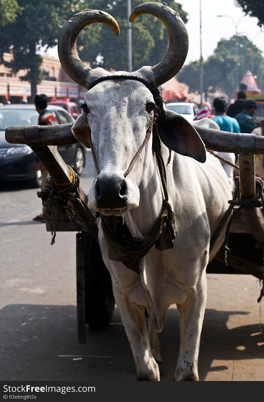 Yoked white bull with horns in a shape of heart. Yoked white bull with horns in a shape of heart