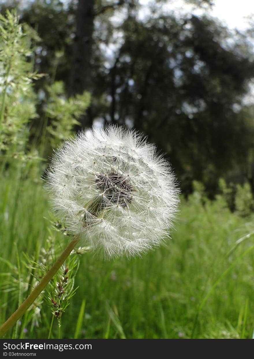 Dandelion in full puff form. Dandelion in full puff form