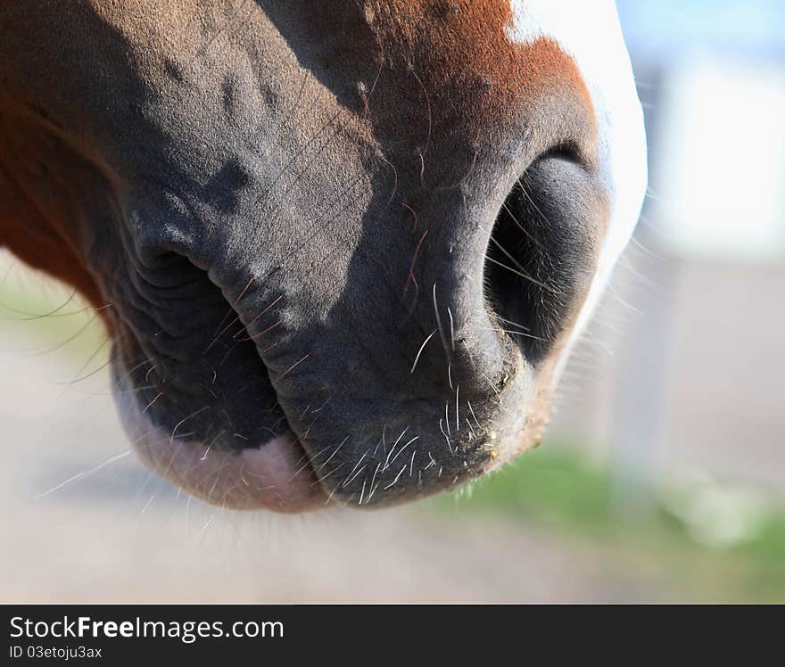 Close-up of a horse muzzle in profile II.