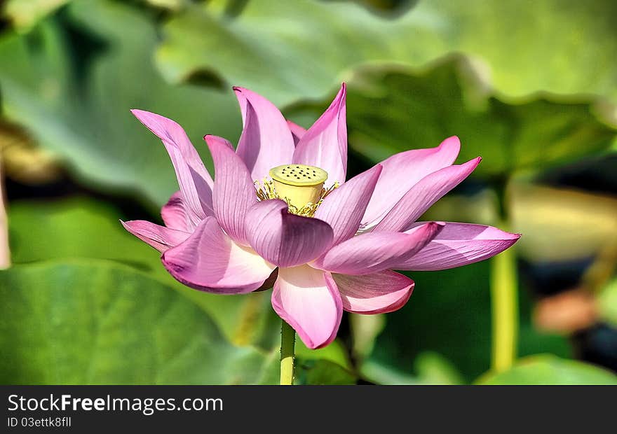 Lotus Flower