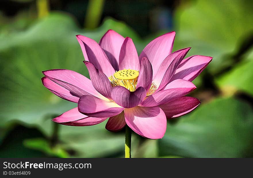 Lotus Flower