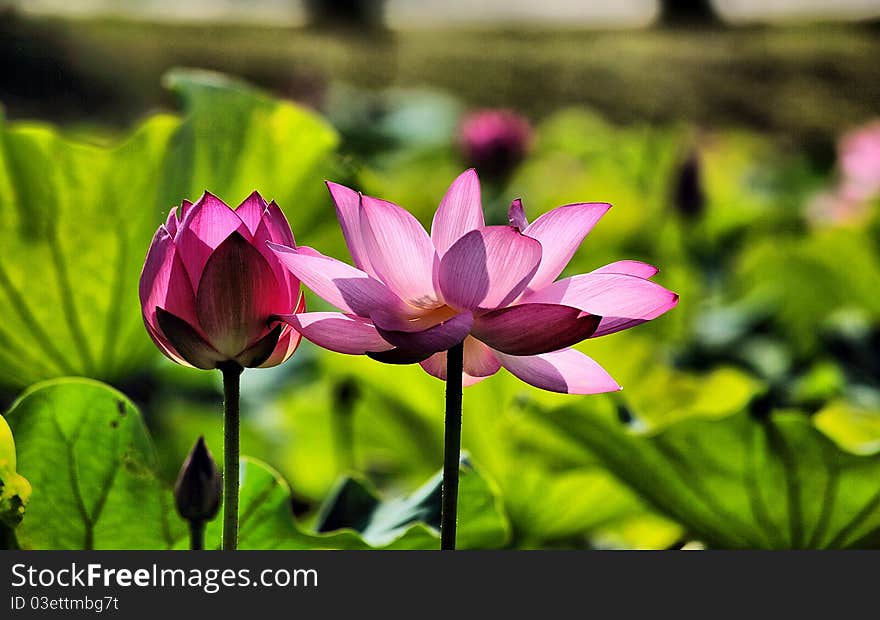 Pink Lotus Flowers bloom gracefully