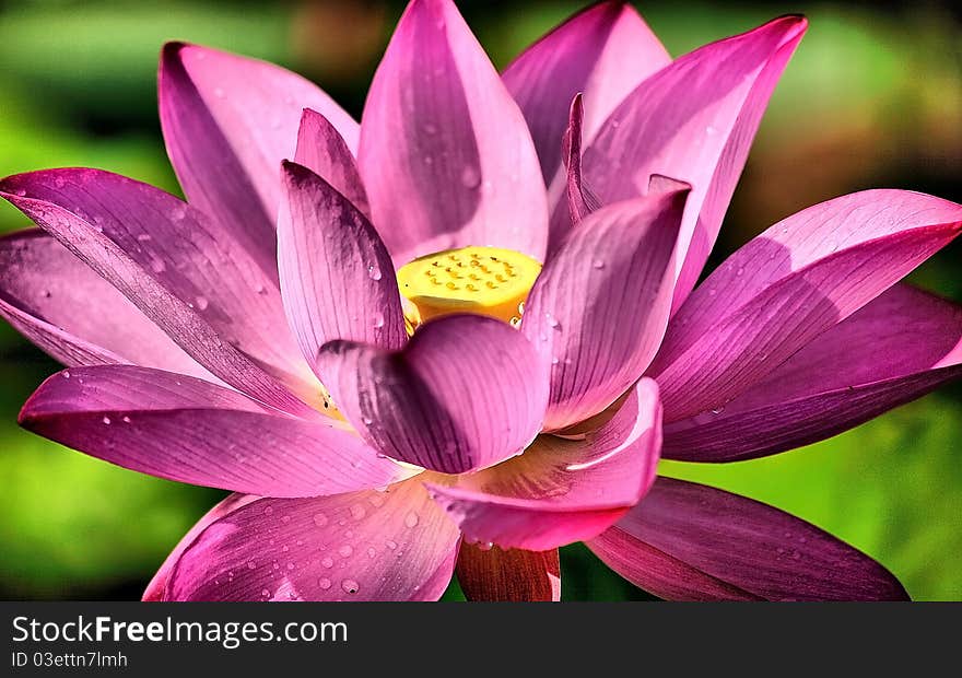 Lotus Flower