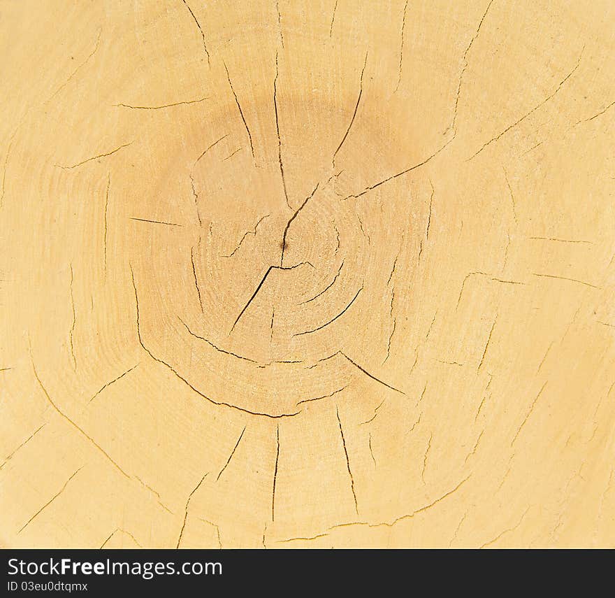 Slice of wood timber with cracks natural background. Slice of wood timber with cracks natural background