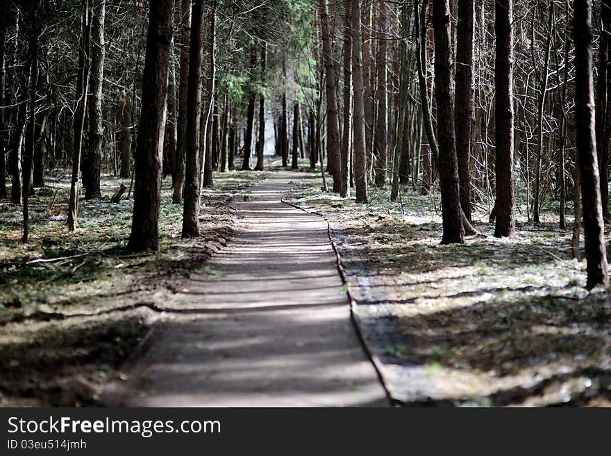 Road In Spring Forest