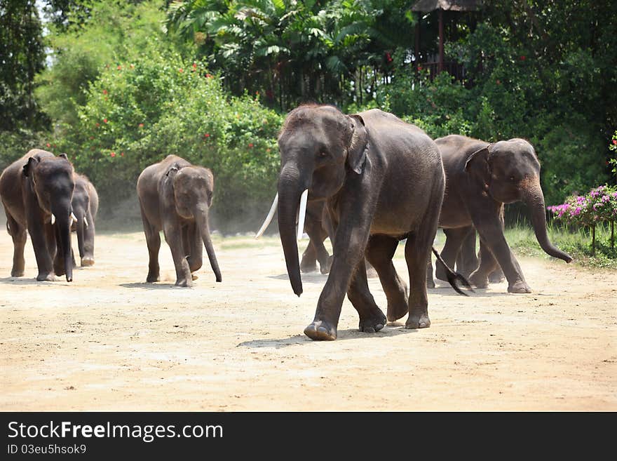 Elephant Herd in the jungle deep