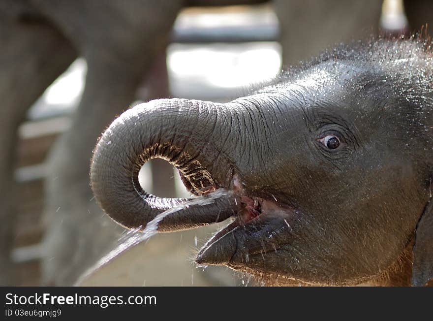 Baby Elephant