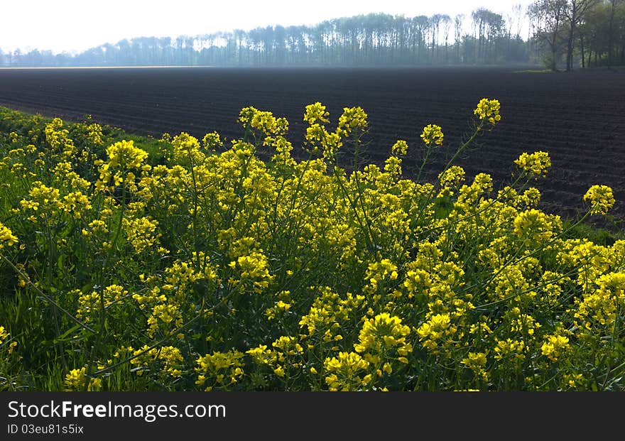 Oilseed rapeseed field in spring