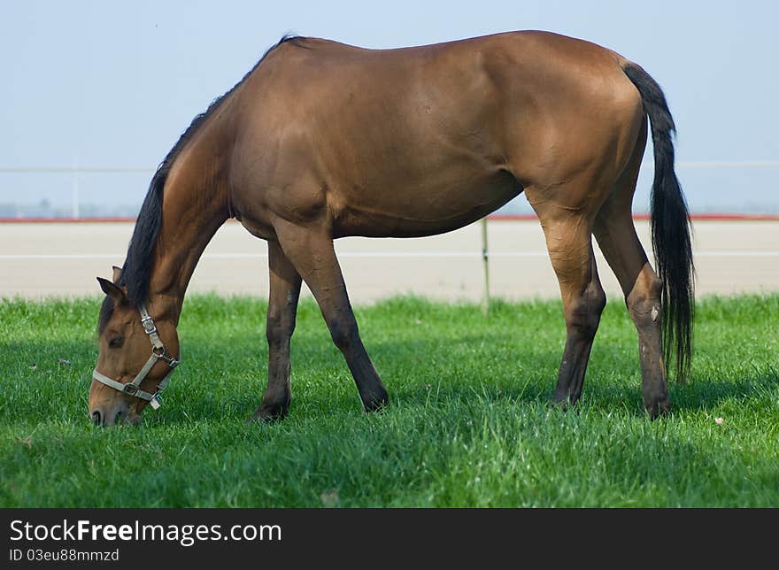 Horse grazing in afresh green pasture