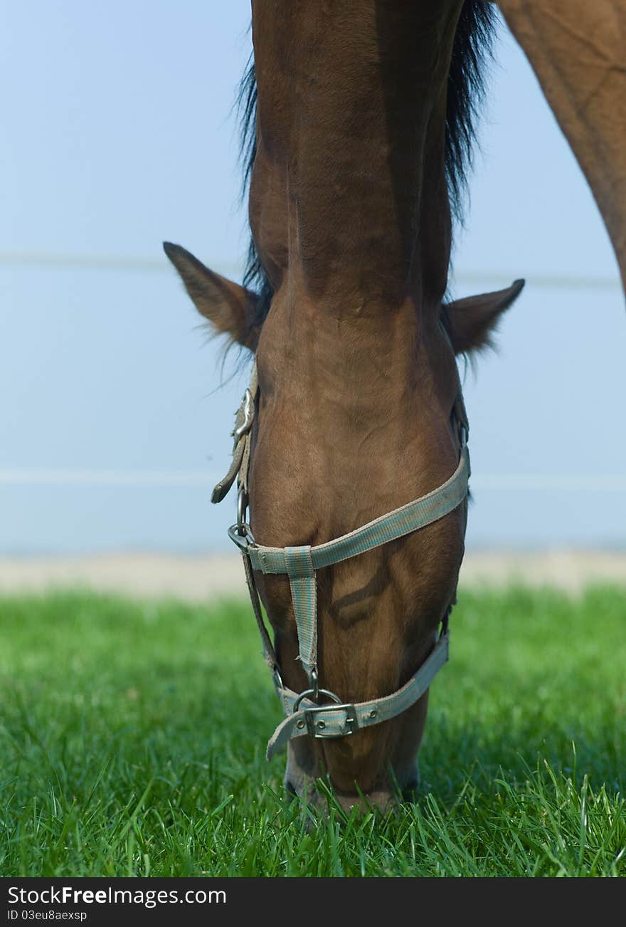 Horse grazing and chewing on grass