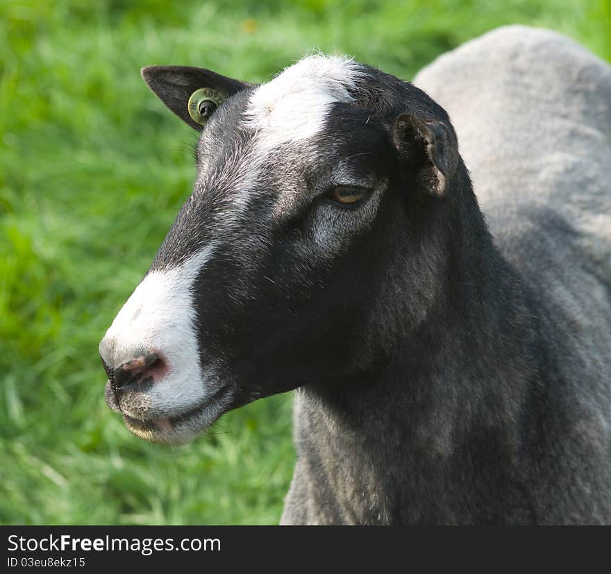 Head of a sheep