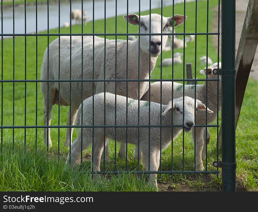 Sheep and lambs behind an iron fence, lamb bites on fence. Sheep and lambs behind an iron fence, lamb bites on fence