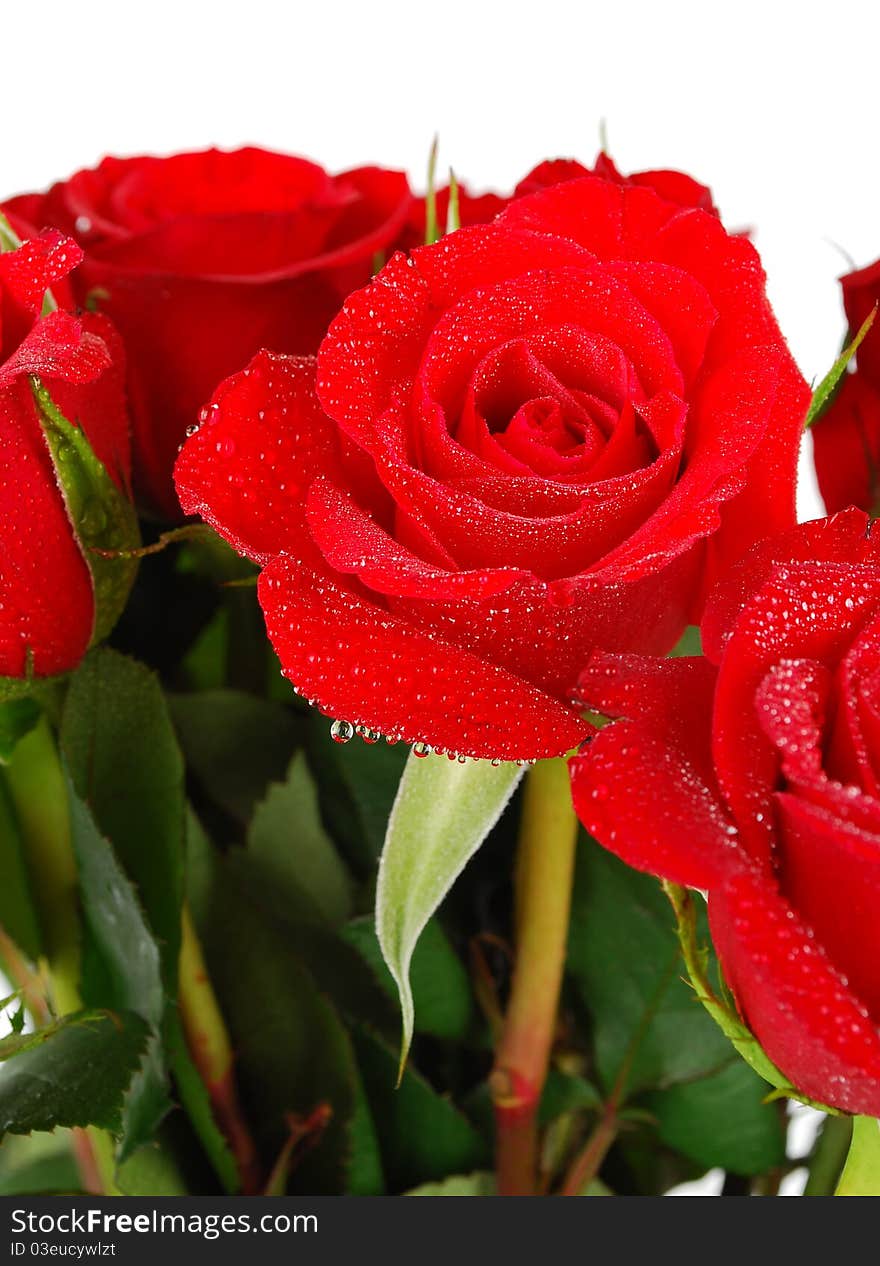 Roses Bouquet Isolated On White Background