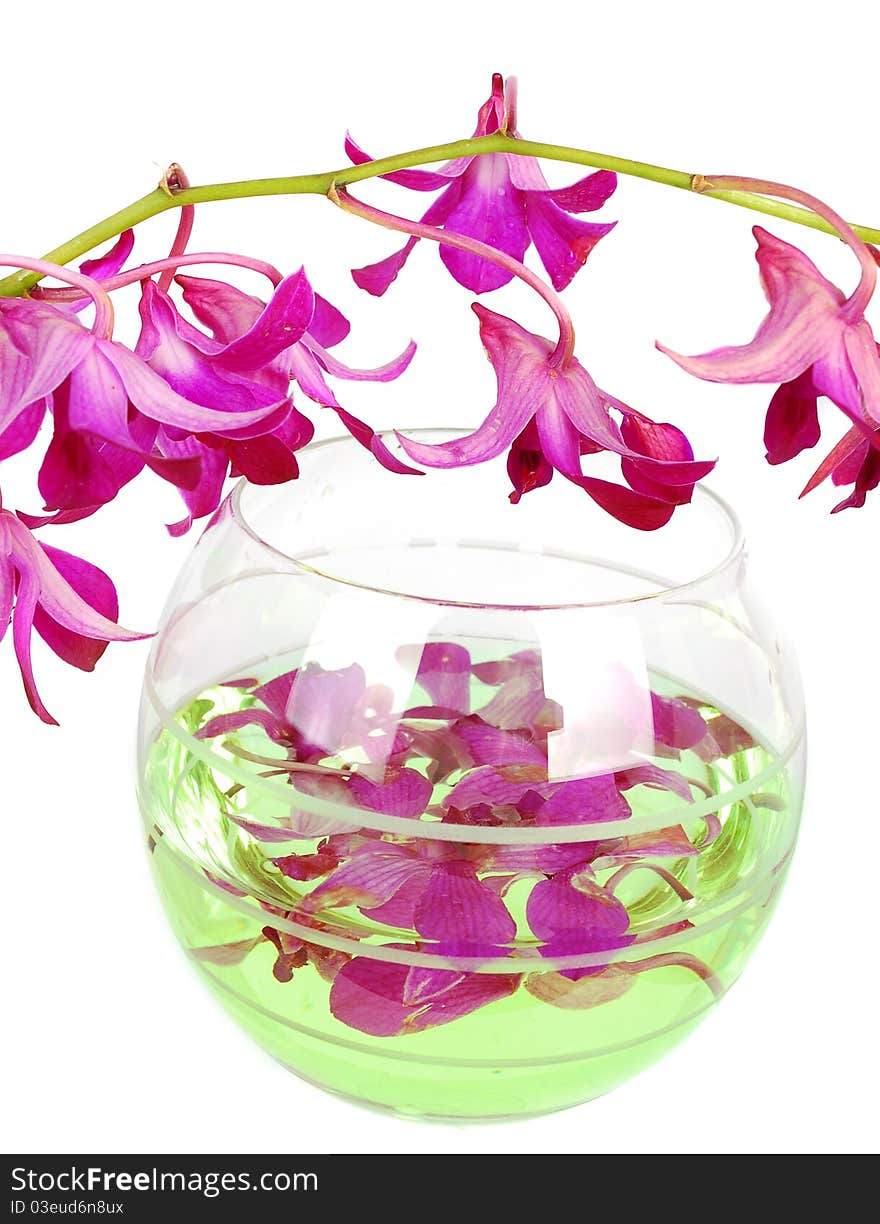 Pink orchid flowers in the glass vase and on white background. Pink orchid flowers in the glass vase and on white background