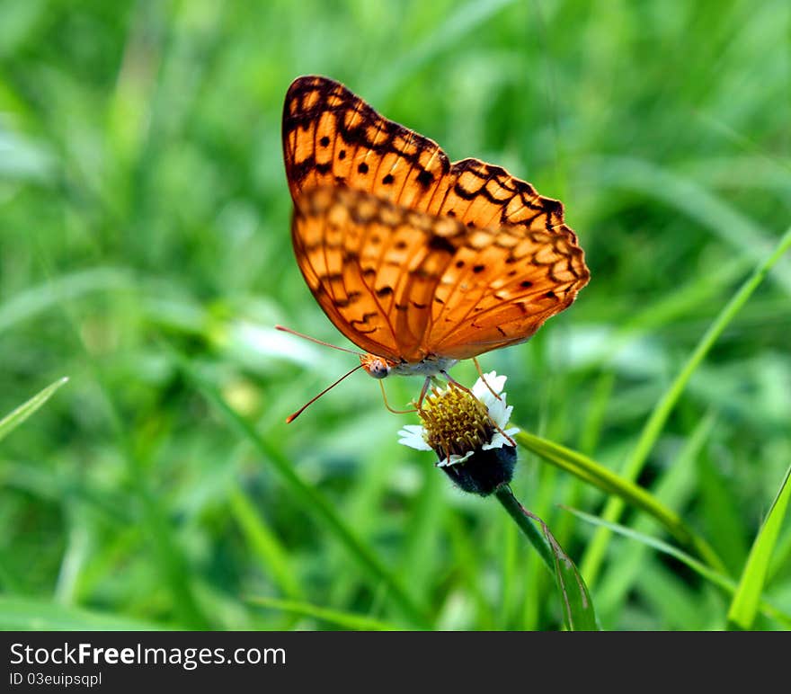 Dotted Butterfly