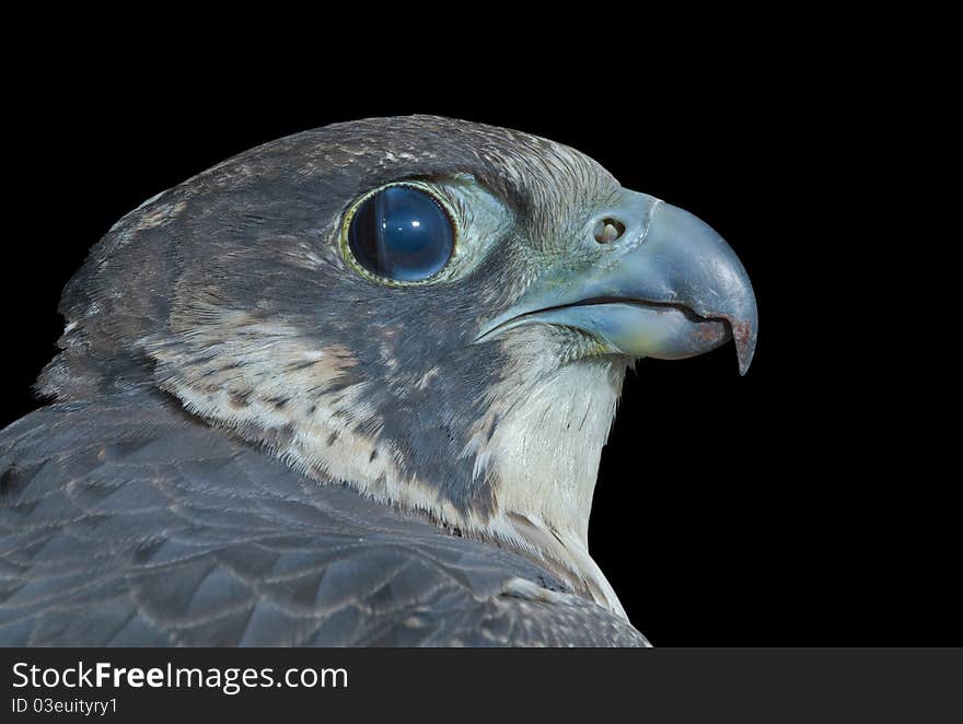 A close up of the head of falcon (Peregrine Falcon). Isolated on black. A close up of the head of falcon (Peregrine Falcon). Isolated on black.