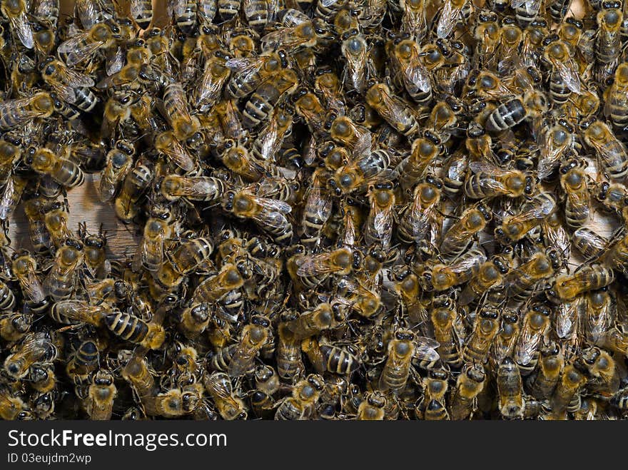 A close up of the bees in hive. A close up of the bees in hive.