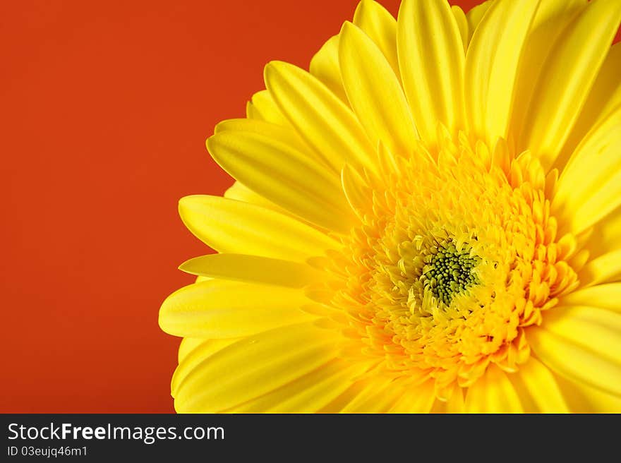 Delicate background with Beautiful yellow gerber flower