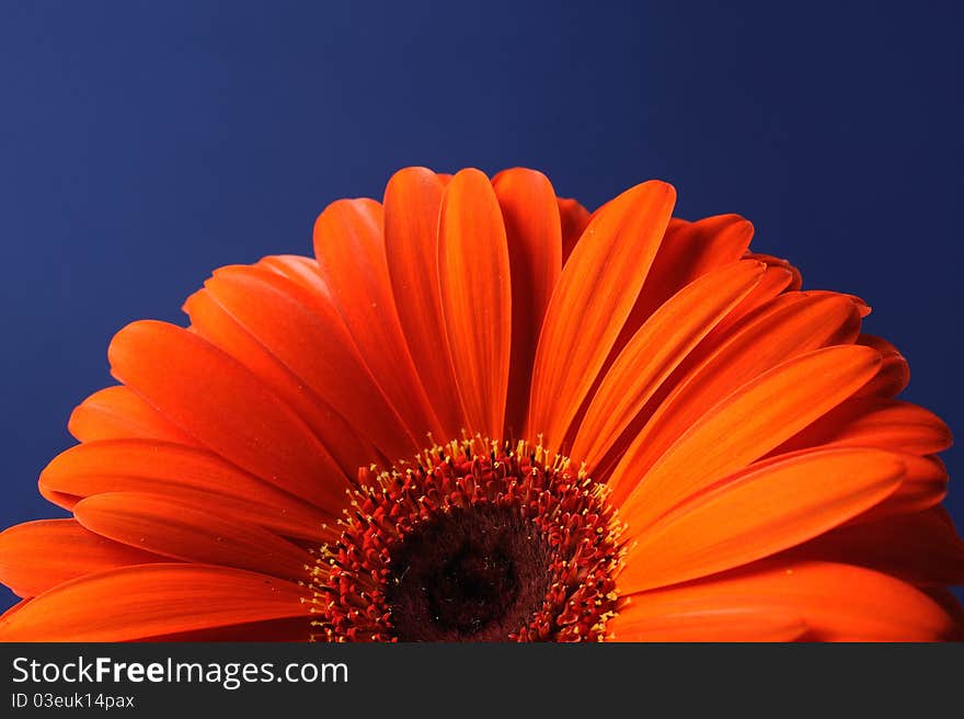 Delicate background with Beautiful yellow gerber flower