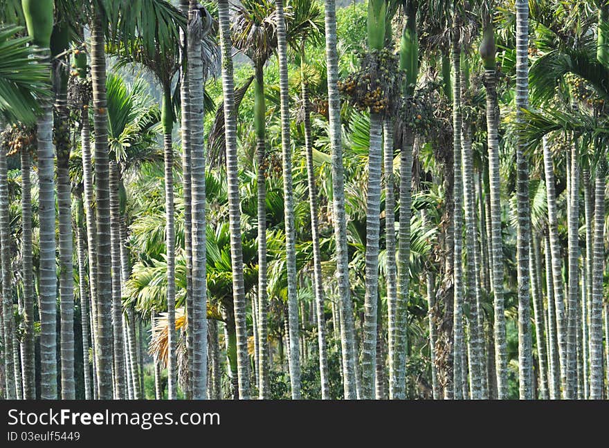 Areca wood trees grove in tropical island. Areca wood trees grove in tropical island.