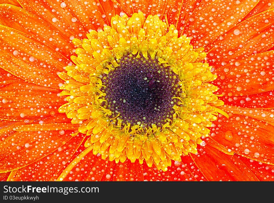 Gerbera flower close up background