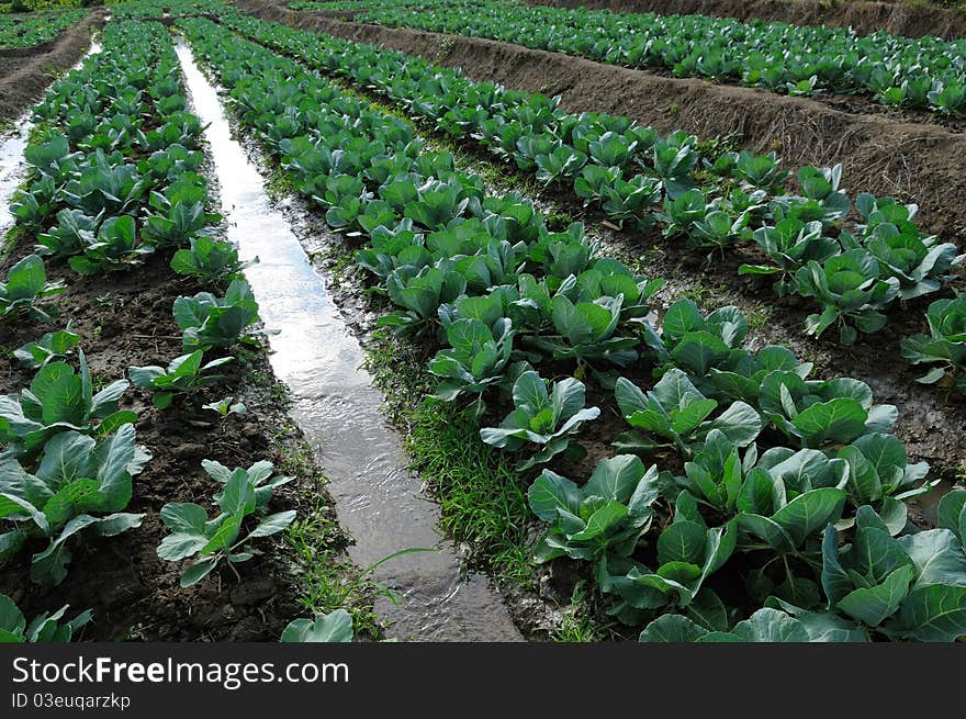 Cabbage garden view mountain , sky, farm