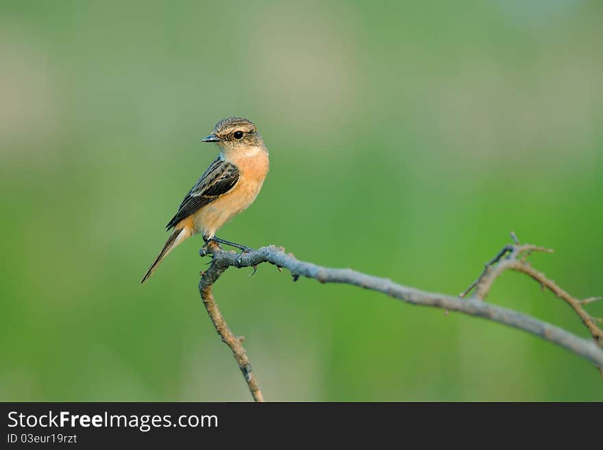 Siberian Stonechat