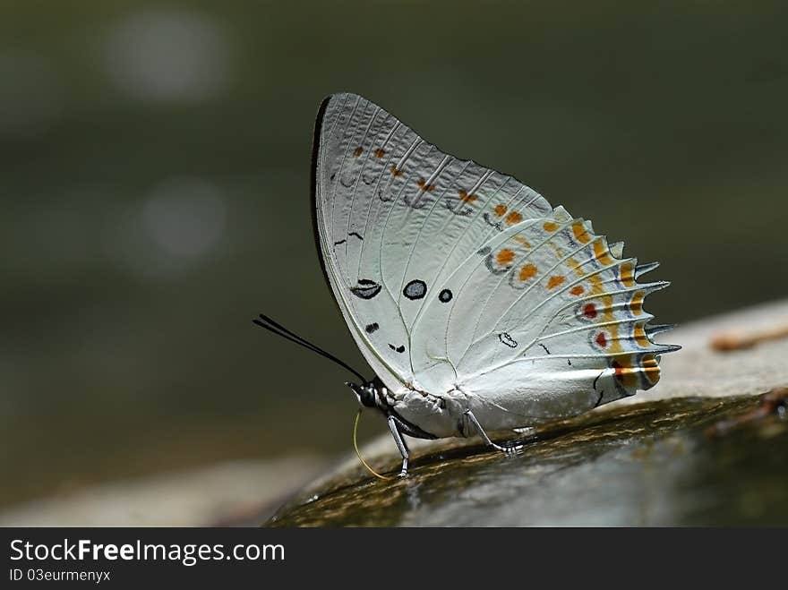 Butterfly Waterfall in Khao Yai National Park ,Thailand. Butterfly Waterfall in Khao Yai National Park ,Thailand