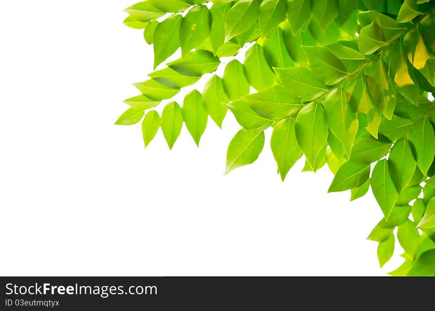 Green leaves isolated on white