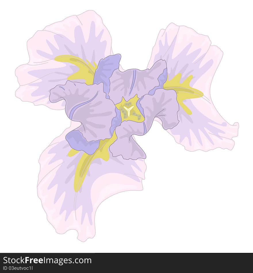 Vector pink iris in style of water color drawing. Vector pink iris in style of water color drawing.