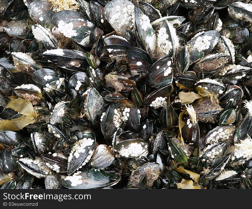 Green mussels