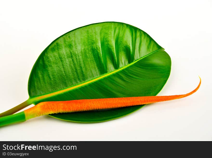 Beautiful rubber tree leaf isolated in white background. Beautiful rubber tree leaf isolated in white background.