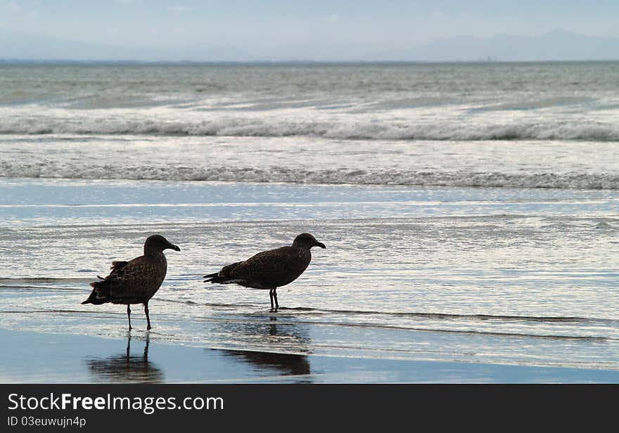 Two seagulls