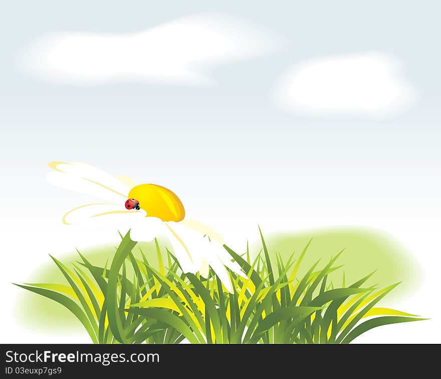 Chamomile and ladybird among grass. Illustration